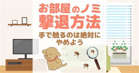 家蚤|ノミ の駆除・対策